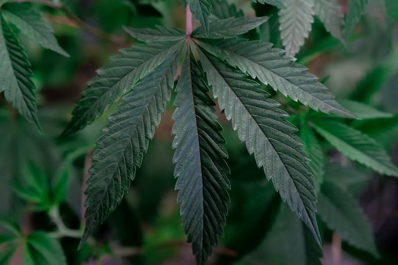 Cannabis Medicinal: Benefícios, Desafios e Avanços Científicos